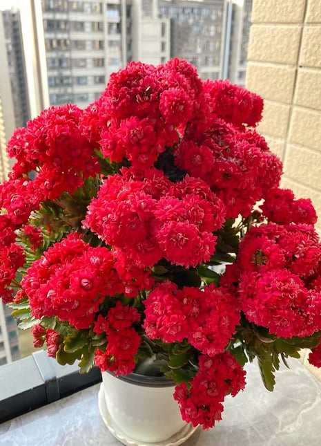 Kalanchoe Seed Garden Planting