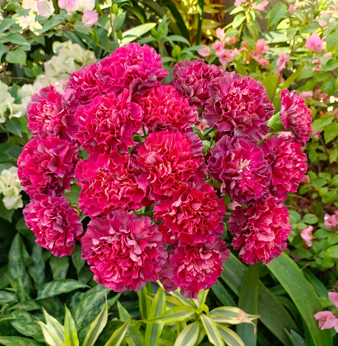 Multicolor Carnation Seeds