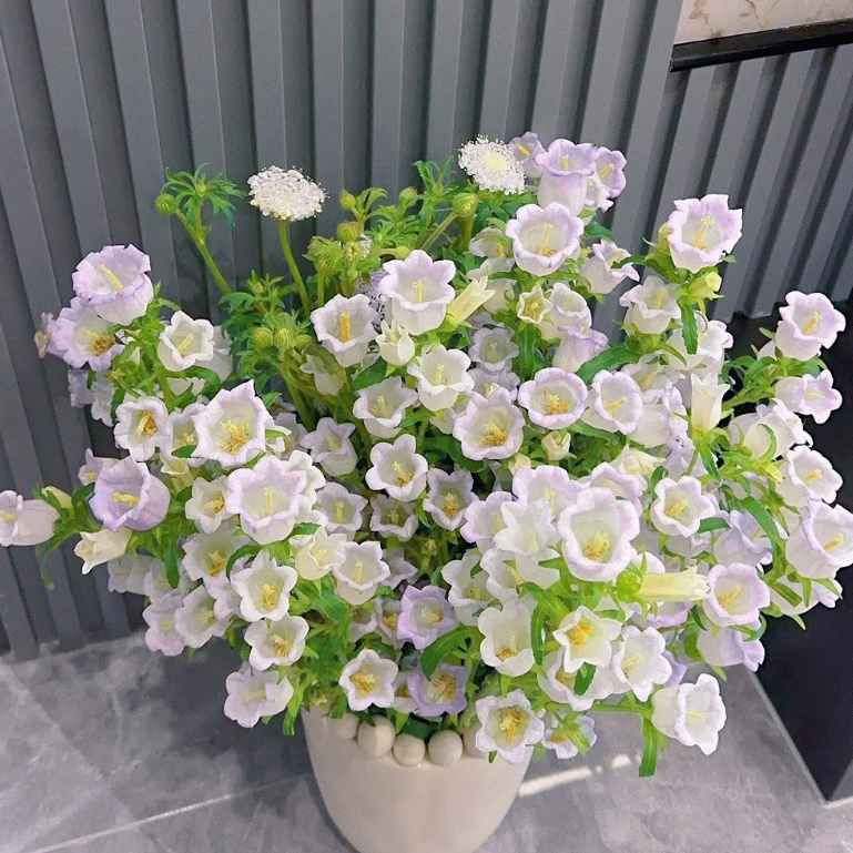 🔔Bellflower Seeds—Lucky Flower