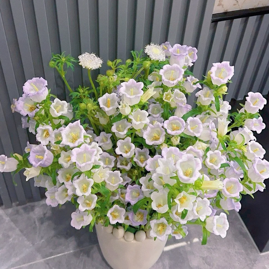 🔔Bellflower Seeds—Lucky Flower