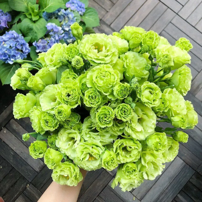 💐Lisianthus - A Sincere and Immutable Love