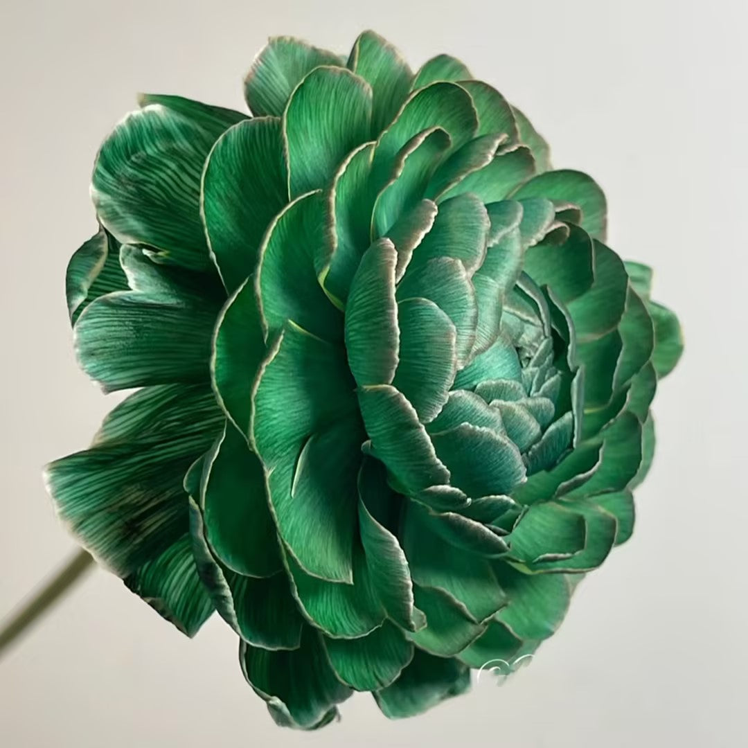 Midnight Blue Scottish Green Peony Seeds