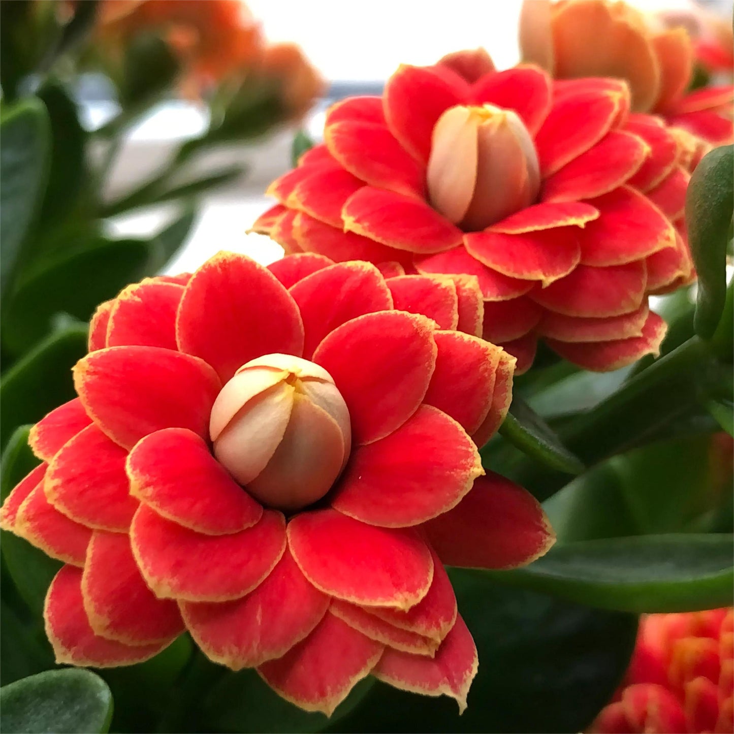 🌺Golden Fox Longevity Flower Seeds—Health And Longevity