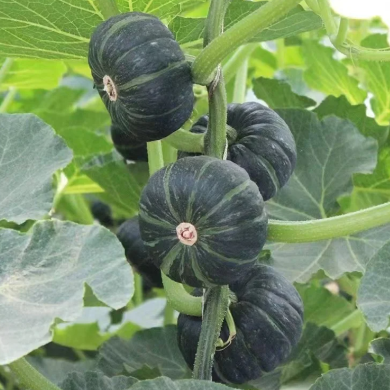 🎃Kabocha Pumpkin Seeds