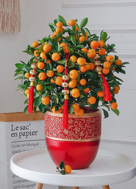 Kumquat Tree Seeds