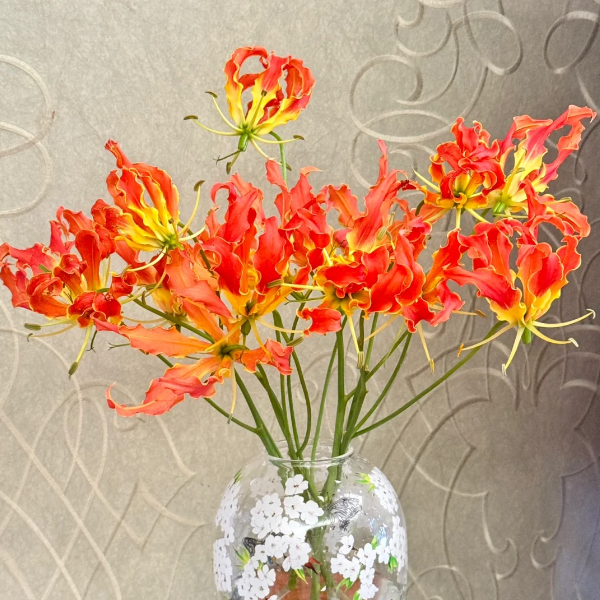 💐Gloriosa Lily—Life Never Dies, Passion Never Dies