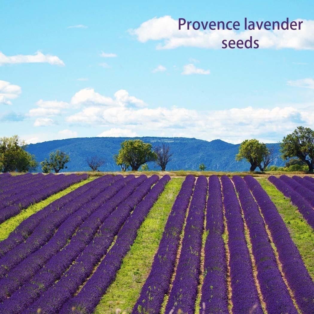 200Pcs Provence Lavender Seeds Fragrant Organic Flower Seeds Home Garden Bonsai Plant