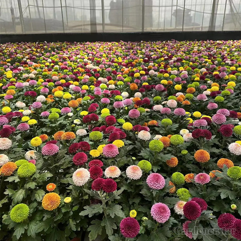 🏵️Colorful Ping Pong Chrysanthemum Seeds