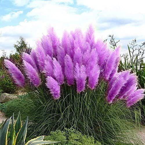 Pampas Grass Magic Garden Seeds