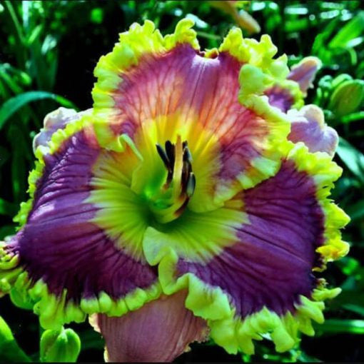 Daylily Hybrid Flowers Seeds, Hemerocallis Hybrid, 20pcs/pack