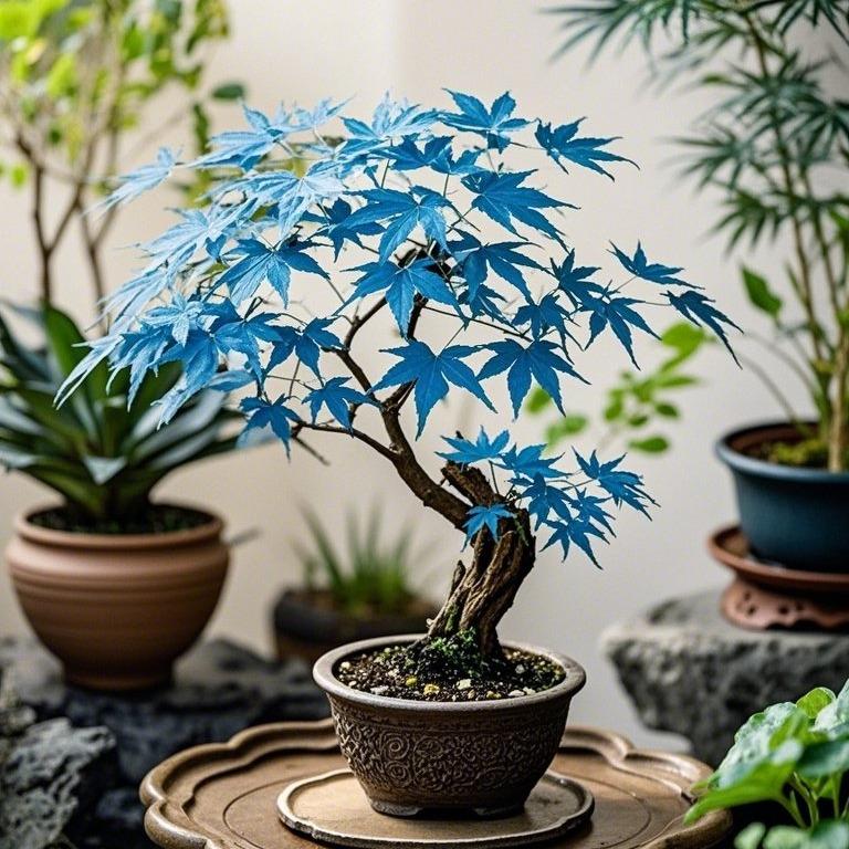 10pcs Rare Blue Japanese Ghost Maple Seeds – Unique Blue-Tinted Foliage for Elegant Bonsai & Gardens