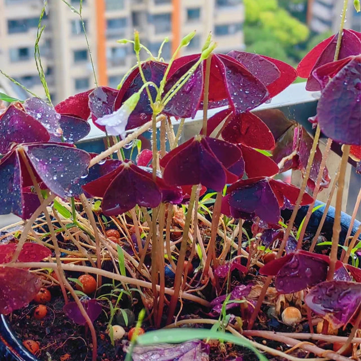 10PCS Oxalis Triangularis Purple Shamrock Good Luck Plant