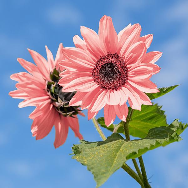 Pink Sunflower Seeds-High Germination Rate Wonderful Choice for Garden