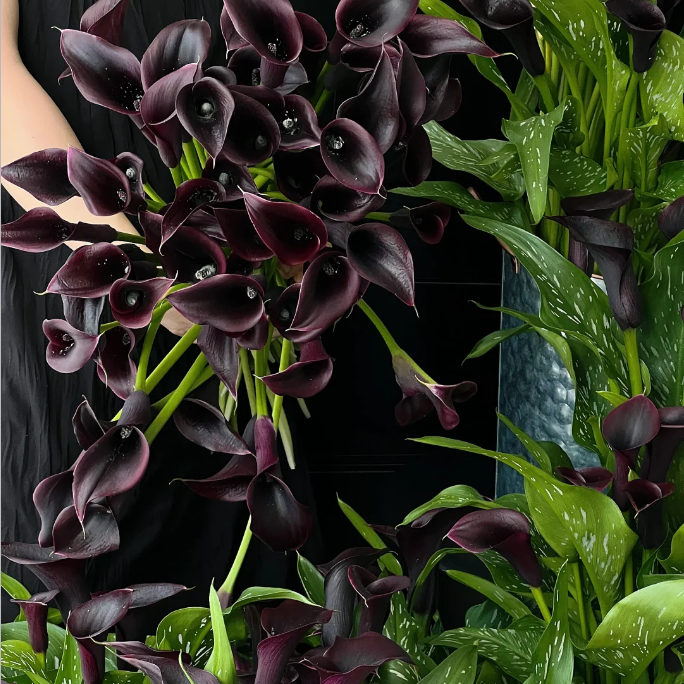 Calla Lily Seeds - Mixed - Beautiful Flowers Planting