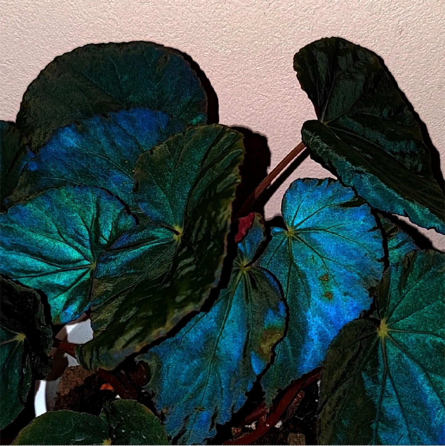 Peacock Begonia - blue begonia
