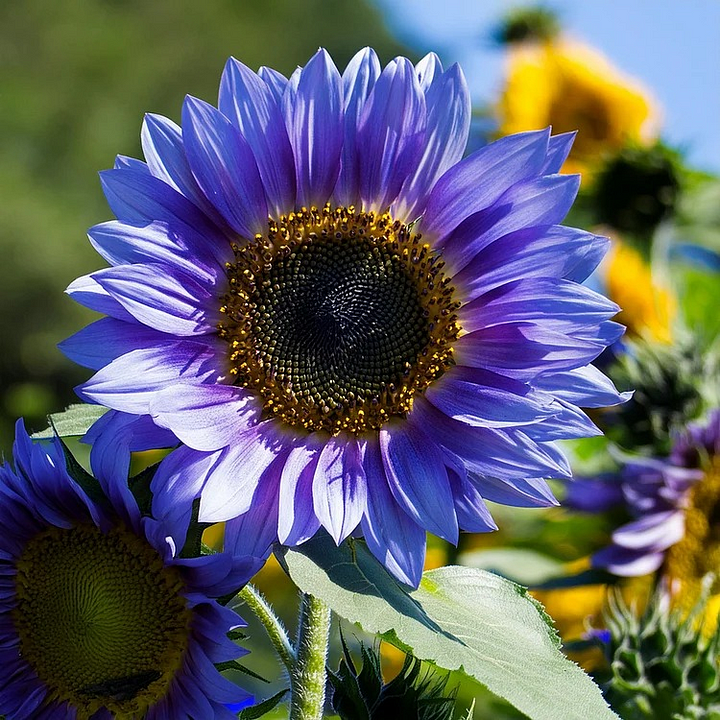 🌻50+ Mixed Color Sunflowers