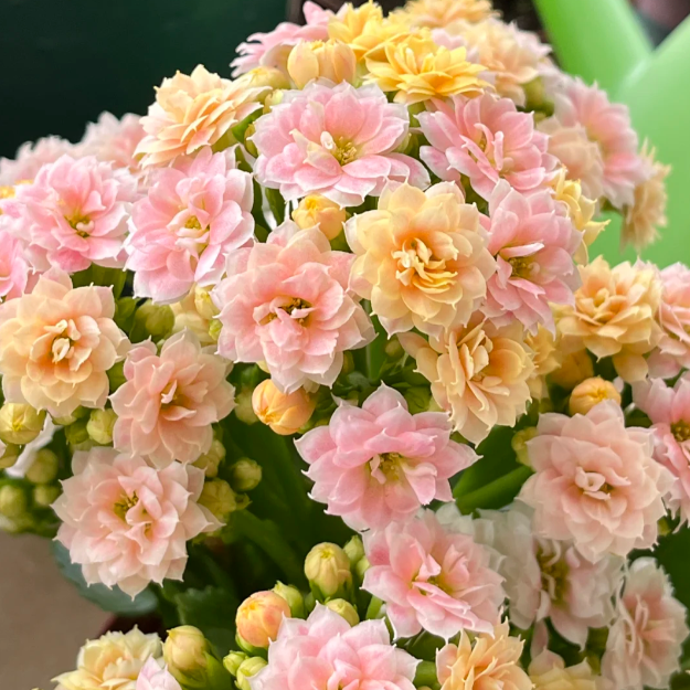 🌺Golden Fox Longevity Flower Seeds—Health And Longevity