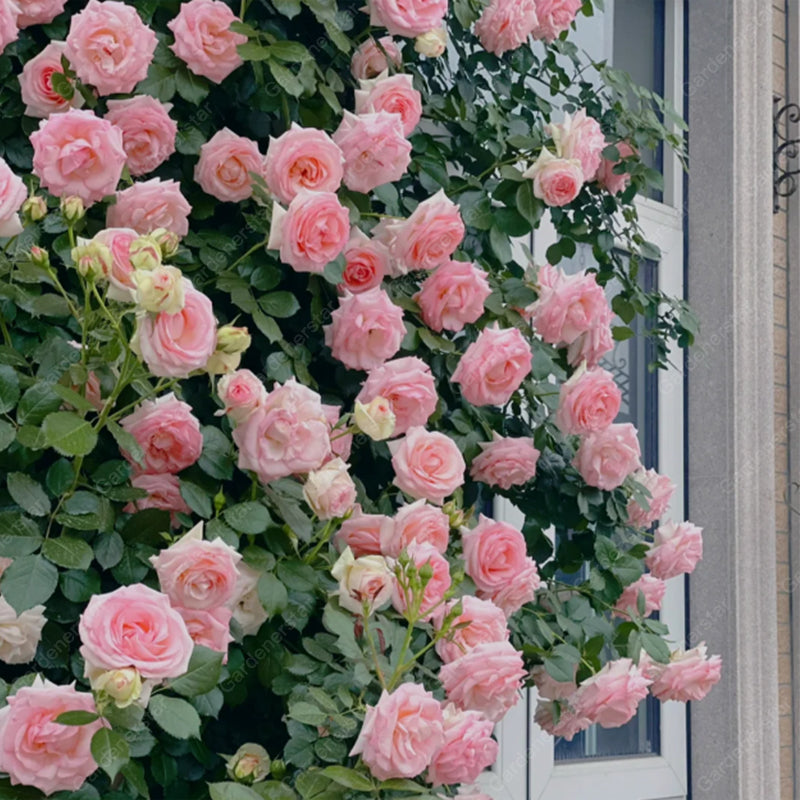 🌹Climbing Rose Seeds - Luck Rises