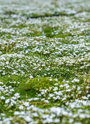 Irish Moss Sagina Subulata