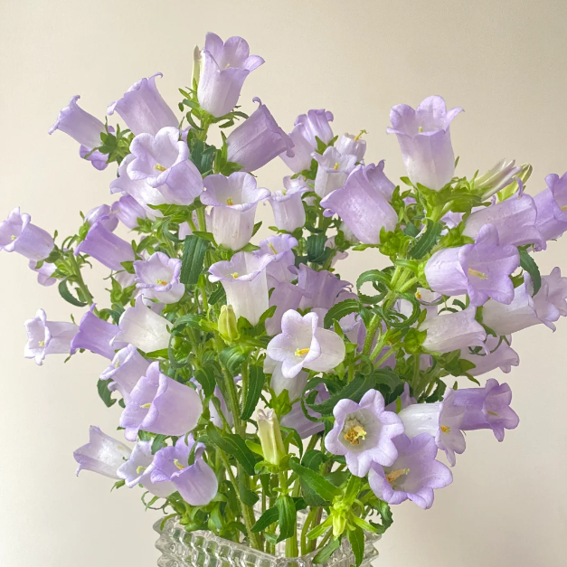 🔔Bellflower Seeds—Lucky Flower