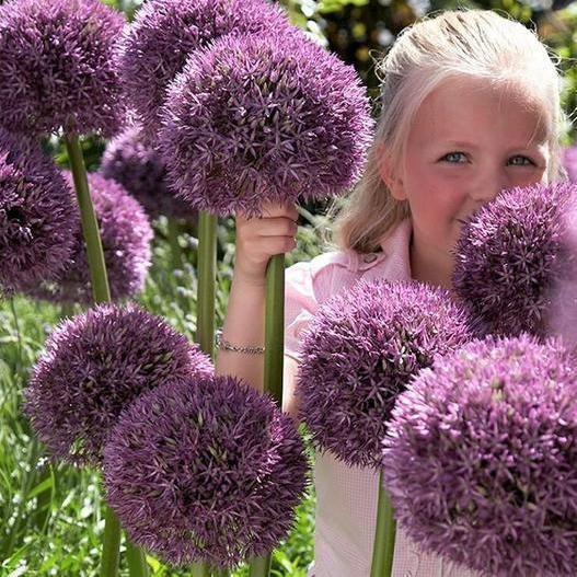 Garden Outdoor Giant Allium Giganteum Beautiful Flower Seeds Bonsai Plant Seeds