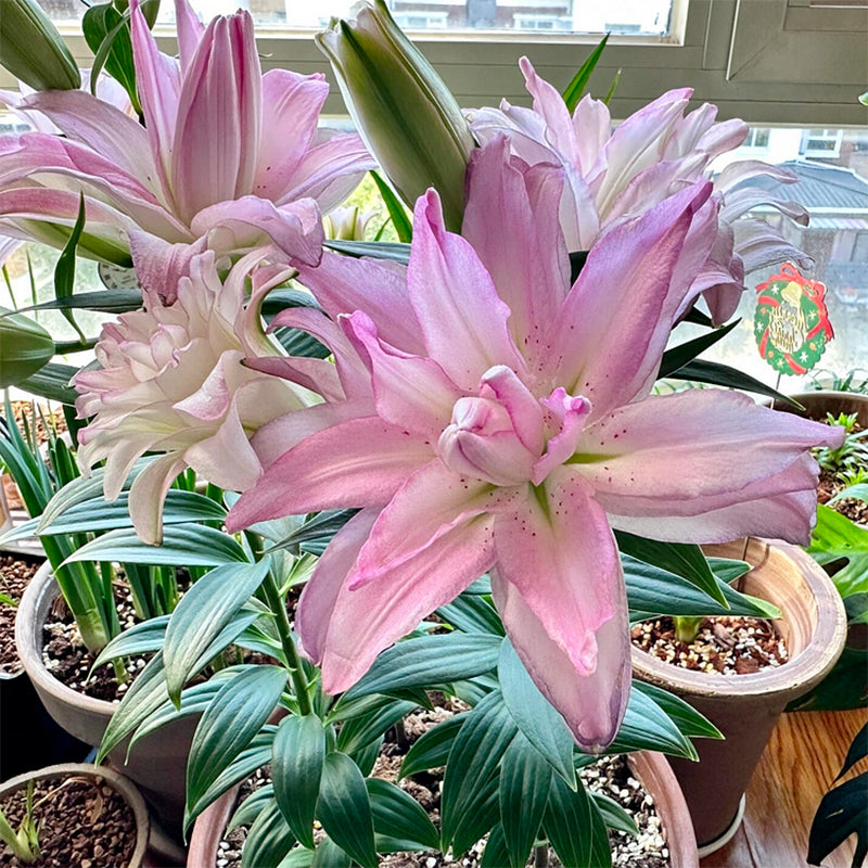 Lily Bulbs