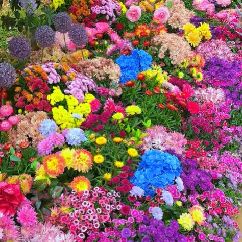 Mixed Perennial Flowers Seeds-Over 80 kinds mixed
