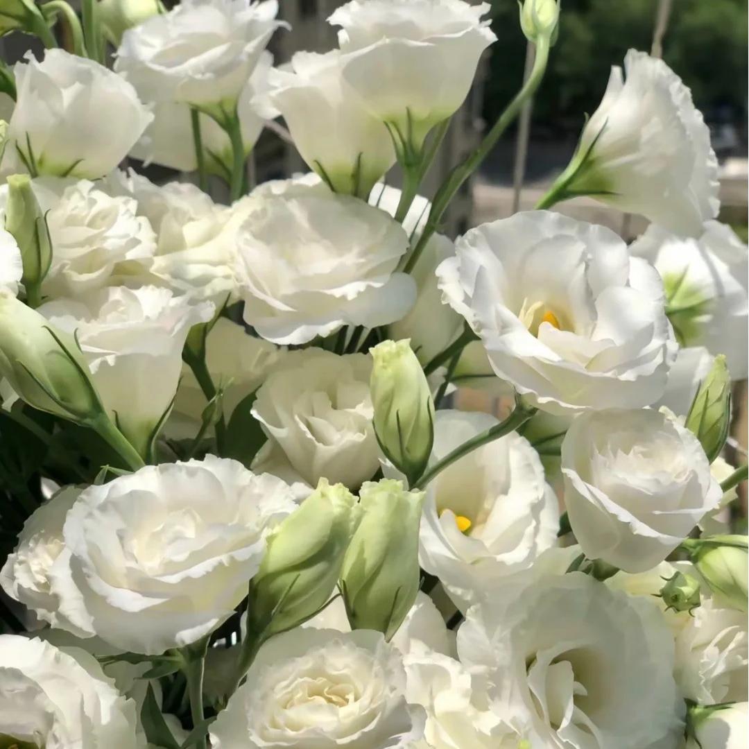 🌺Lisianthus – Sincere Love