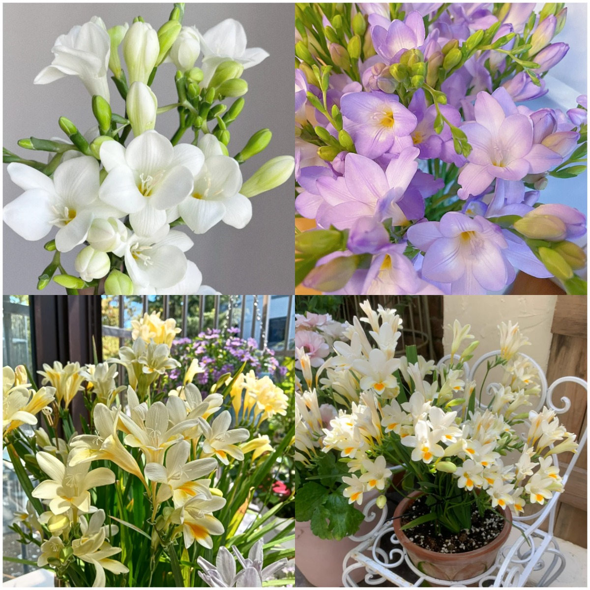 💐Freesia Bulbs
