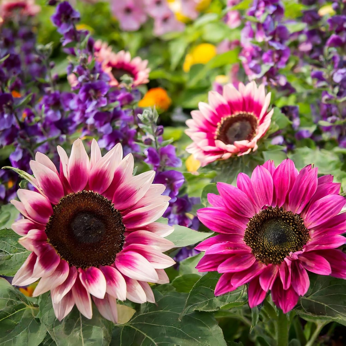 🌻50+ Mixed Color Sunflowers
