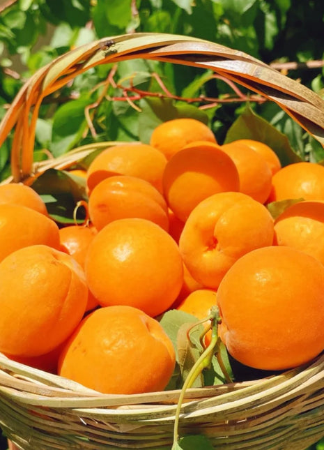 Apricot Seeds