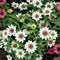 Zinnia