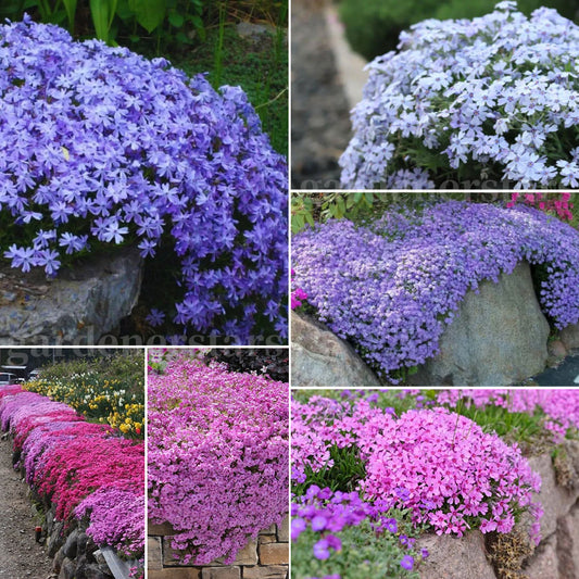 💐Vibrant Tapestry of Color ✨Creeping Phlox Seeds, Shibazakura Seeds