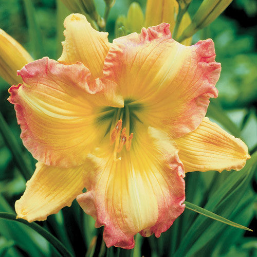 Daylily Hybrid Flowers Seeds, Hemerocallis Hybrid, 20pcs/pack