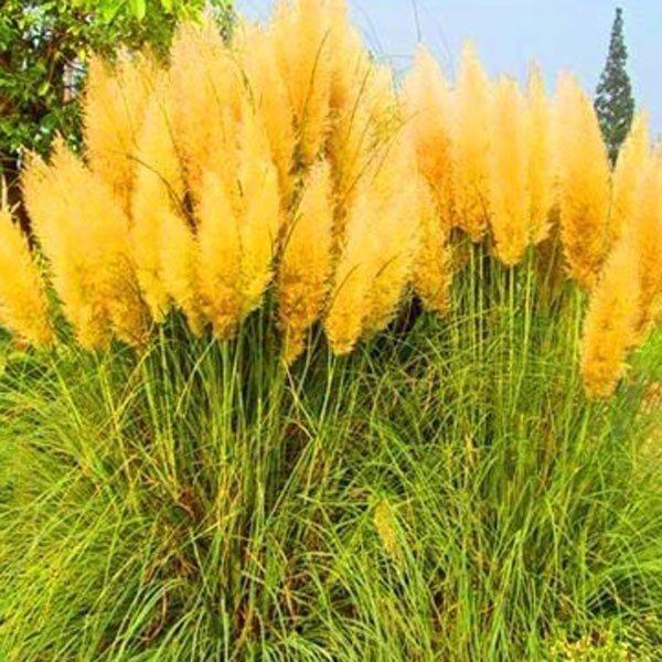 Pampas Grass Magic Garden Seeds