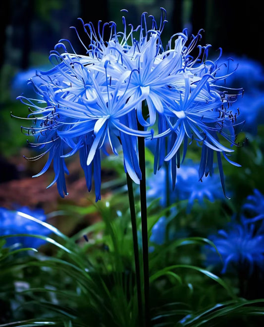 Higanbana Spider Lily Equinox Flower Bulbs