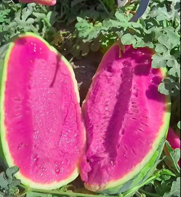 Pink Mist Watermelon Seeds🍉✨