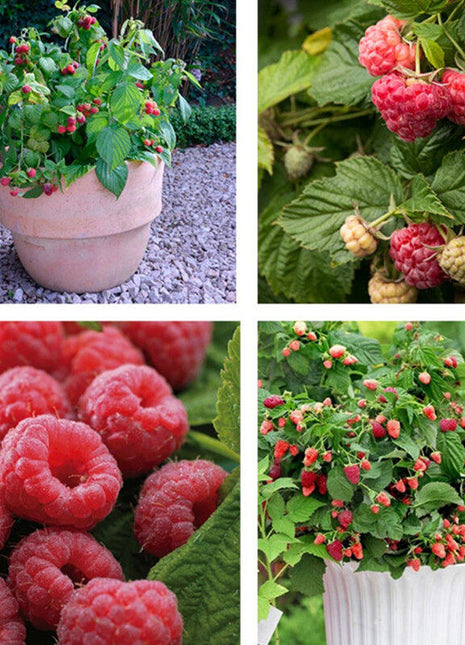 Giant Raspberry Seeds -92% Germination🌱