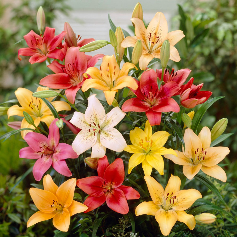 Multicolor Lily Seeds