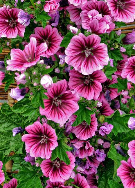 French Mallow Seeds (Malva sylvestris)