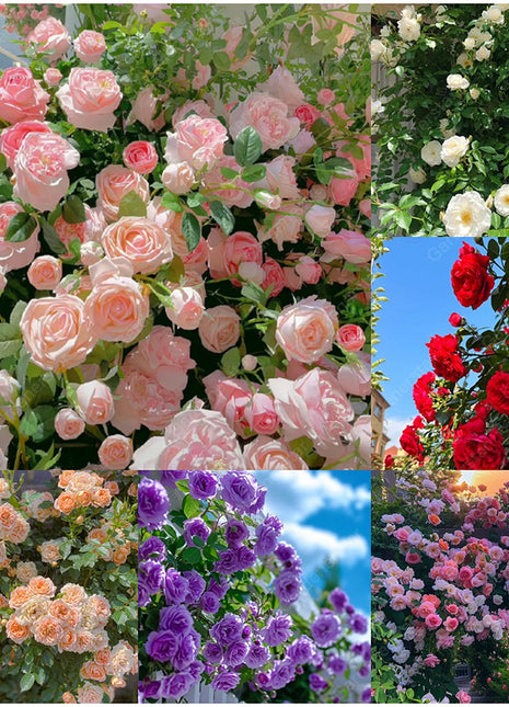 🌹Climbing Rose Seeds - Luck Rises