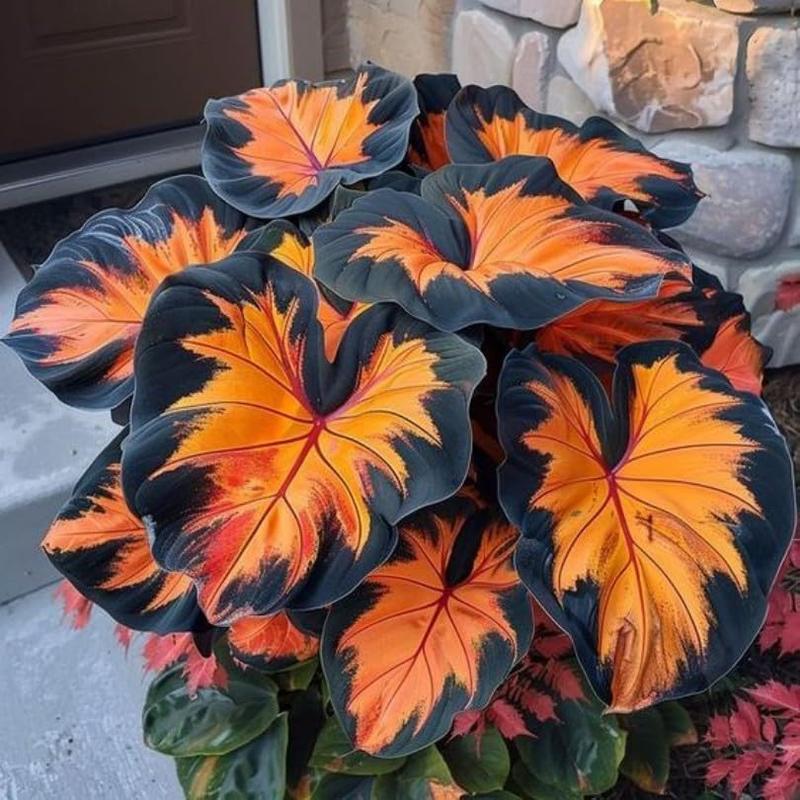 800+pcs Mixed Color Hosta Seeds – Shade-Loving Perennials with Stunning Foliage, Easy to Grow, Low Maintenance, Perfect for Pots & Garden Beds