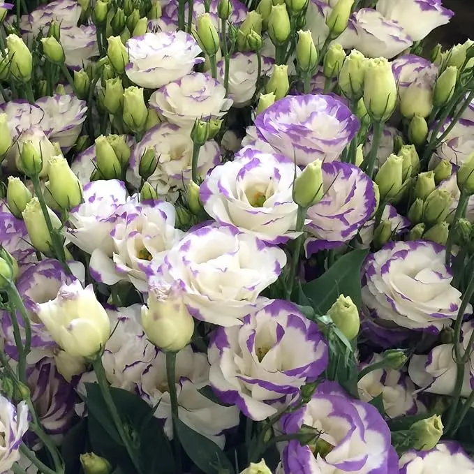 💐Lisianthus - A Sincere and Immutable Love