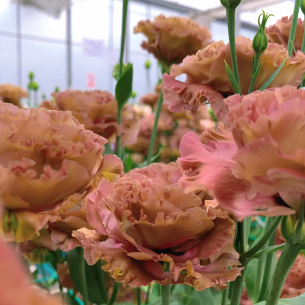 🌺Lisianthus - Sincere Love