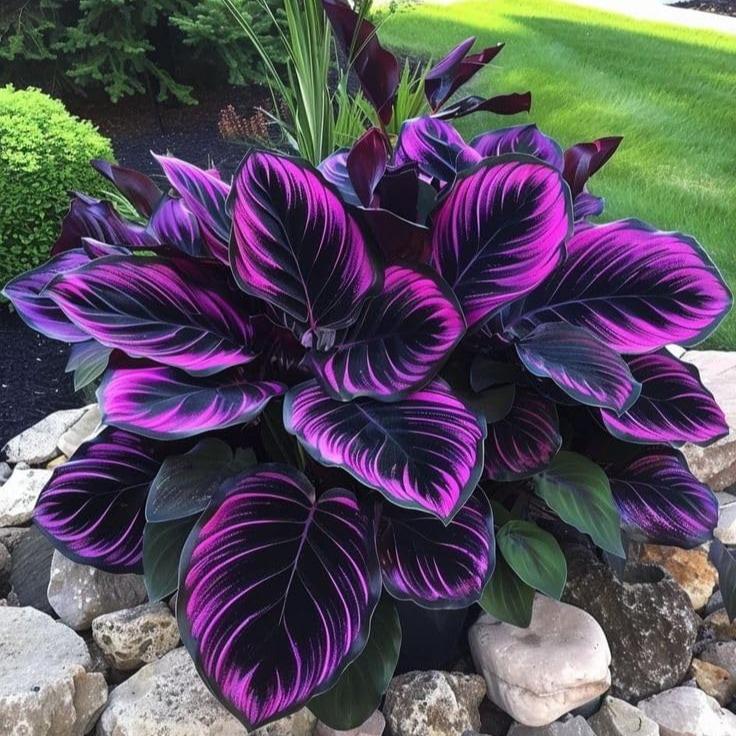 800+pcs Mixed Color Hosta Seeds – Shade-Loving Perennials with Stunning Foliage, Easy to Grow, Low Maintenance, Perfect for Pots & Garden Beds