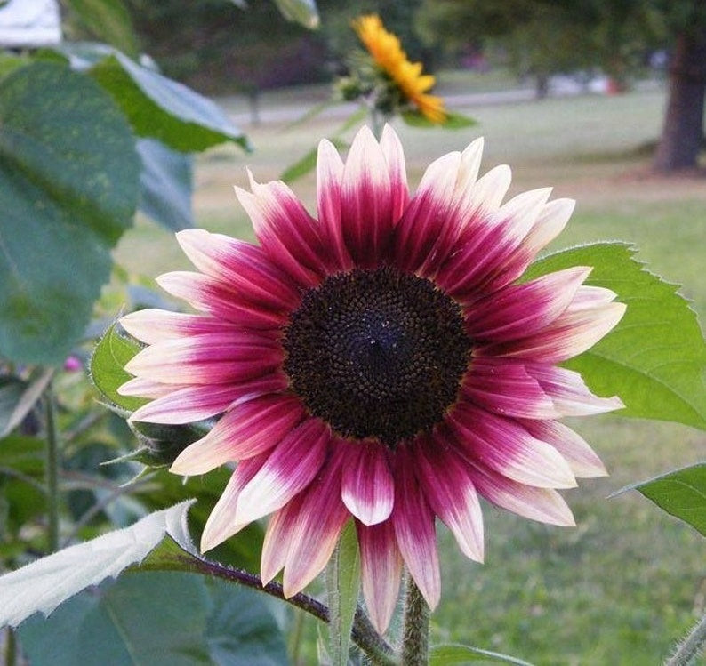 100 Pcs Strawberry Blonde Hybrid Sunflower Seeds