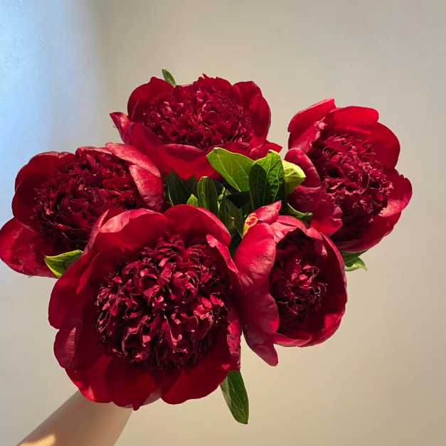 🌺Chinese Peony Flower Seeds—Mixed Color Plants—Home Garden Flower Seeds