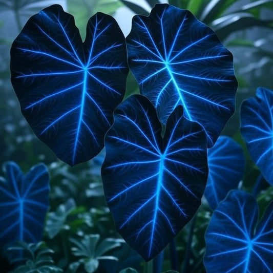 800PCS Hosta Flower Seeds for Planting – Exotic Leaf Colors, Ideal for Shade Gardens, Low Maintenance Perennial Plants for Home Landscaping, Borders, and DIY Projects