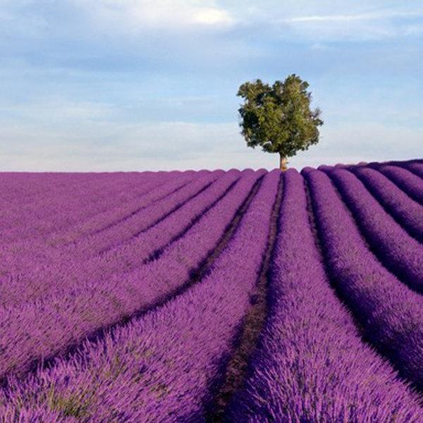 200Pcs Provence Lavender Seeds Fragrant Organic Flower Seeds Home Garden Bonsai Plant