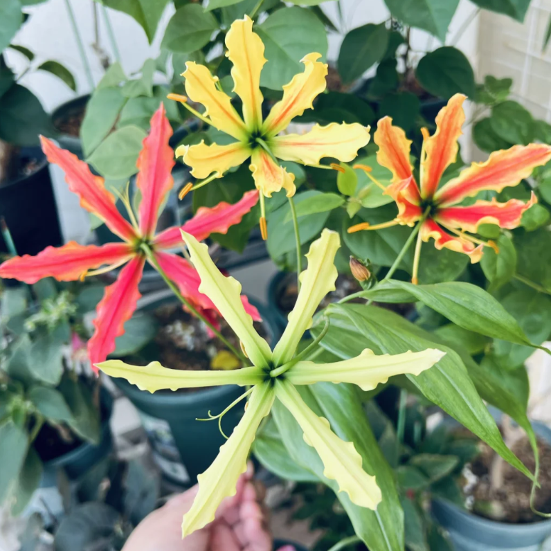 💐Gloriosa Lily—Life Never Dies, Passion Never Dies